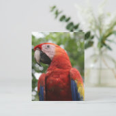 roodbaars briefkaart (Staand voorkant)