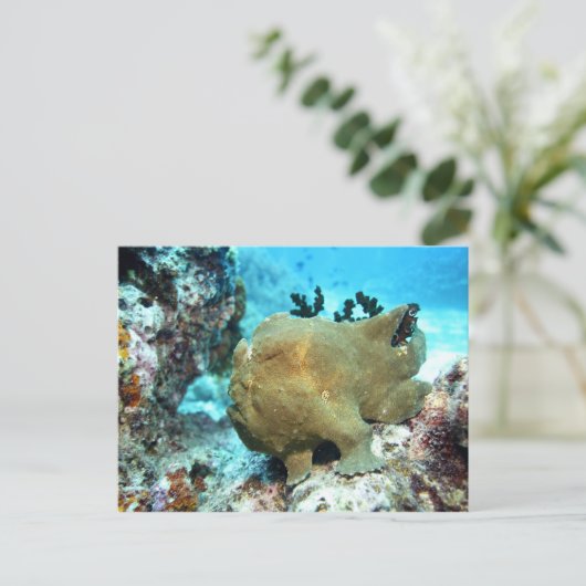 Roodbaars Briefkaart (Staand voorkant)