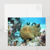 Roodbaars Briefkaart (Voorkant / Achterkant)