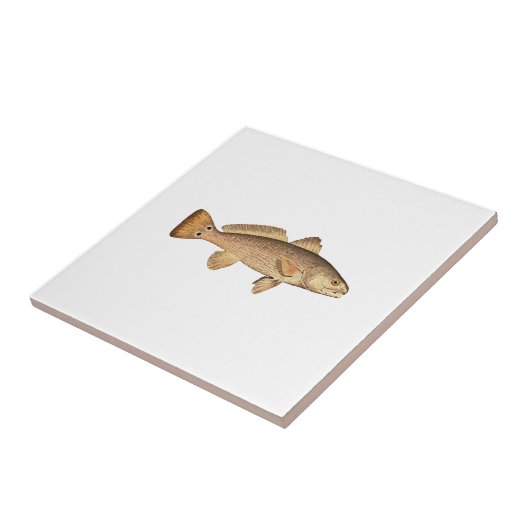 Roodbaars Logo Tegeltje (Zijkant)