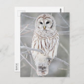 Roodbaars (Strix varia) Briefkaart (Voorkant / Achterkant)