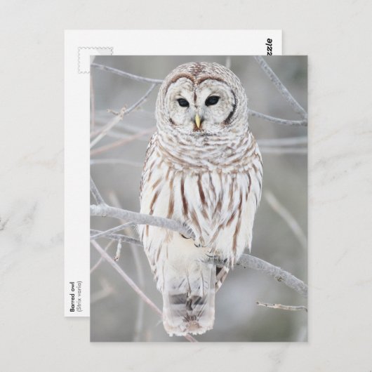 Roodbaars (Strix varia) Briefkaart (Voorkant / Achterkant)