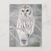 Roodbaars (Strix varia) Briefkaart (Voorkant)