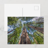 Roodbaarzen | Marin County, Californië Briefkaart (Voorkant / Achterkant)