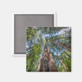 Roodbaarzen | Marin County, Californië Magneet (Voorkant / Achterkant)