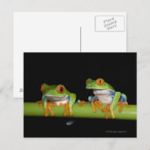 Roodbeige boomkikkers (Agalychnis callidryas) op Briefkaart (Voorkant / Achterkant)