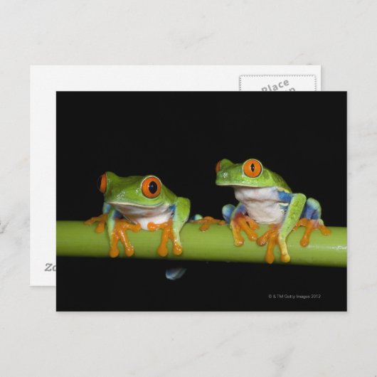 Roodbeige boomkikkers (Agalychnis callidryas) op Briefkaart (Voorkant / Achterkant)