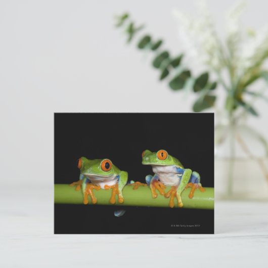 Roodbeige boomkikkers (Agalychnis callidryas) op Briefkaart (Staand voorkant)