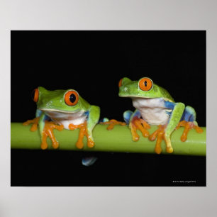 Roodbeige boomkikkers (Agalychnis callidryas) op Poster