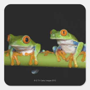 Roodbeige boomkikkers (Agalychnis callidryas) op Vierkante Sticker