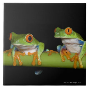 Roodbeige boomkikkers (Agalychnis callidryas) Tegeltje