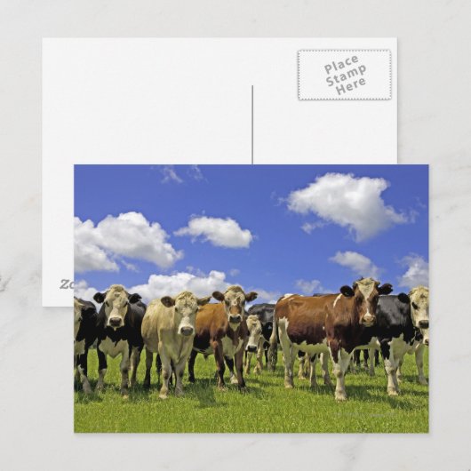 Roodbeslag en overhemd briefkaart (Voorkant / Achterkant)