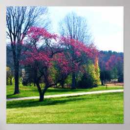 roodbloeiende krabappel Poster