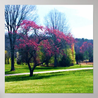 roodbloeiende krabappel Poster