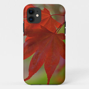 Roodboombladeren iPhone 11 Hoesje