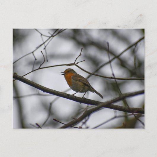 Roodborst  briefkaart (Voorkant)