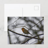 Roodborst  briefkaart (Voorkant / Achterkant)