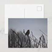 Roodborst Briefkaart (Voorkant / Achterkant)