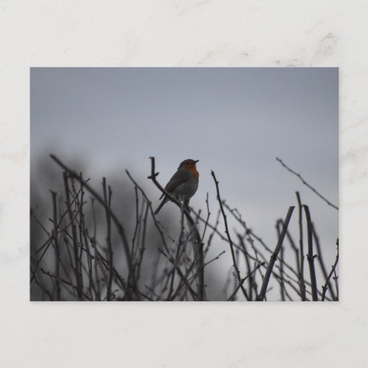 Roodborst Briefkaart (Voorkant)