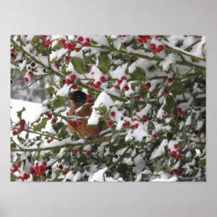 roodborst die schuilt in een hulstboom na sneeuw poster
