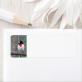 Roodborst Etiket (Insitu)