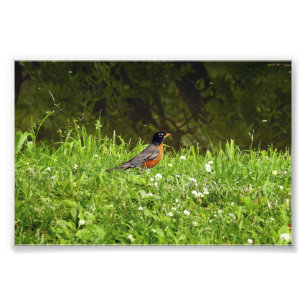 Roodborst in het Gras Foto Afdruk