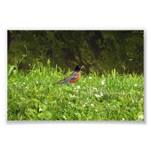 Roodborst in het Gras Foto Afdruk (Voorkant)