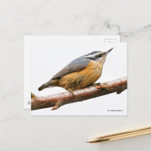 Roodborst Nuthatch Songbird on Branch Briefkaart