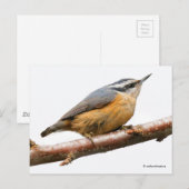 Roodborst Nuthatch Songbird on Branch Briefkaart (Voorkant / Achterkant)