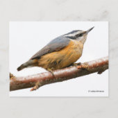 Roodborst Nuthatch Songbird on Branch Briefkaart (Voorkant)