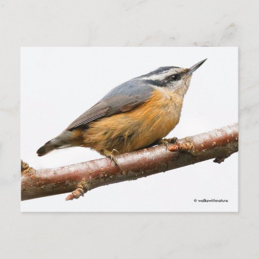 Roodborst Nuthatch Songbird on Branch Briefkaart (Voorkant)