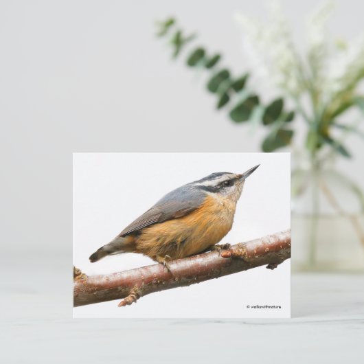 Roodborst Nuthatch Songbird on Branch Briefkaart (Staand voorkant)