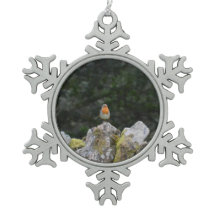 Roodborst op een stenen muur