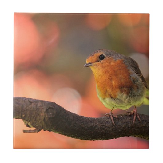Roodborst op een tak tegeltje (Voorkant)