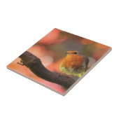 Roodborst op een tak tegeltje (Zijkant)