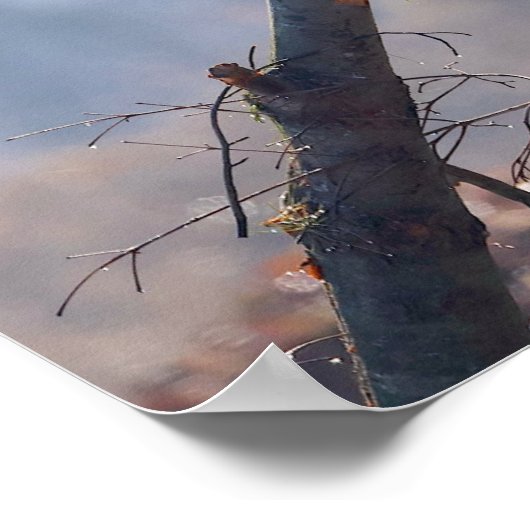 Roodborst Poster (Hoek)