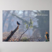 Roodborst Poster (Voorkant)