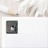 Roodborst van adresetiketten etiket (Insitu)