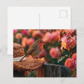Roodborst zittend op strohoed in rozentuin briefkaart (Voorkant / Achterkant)