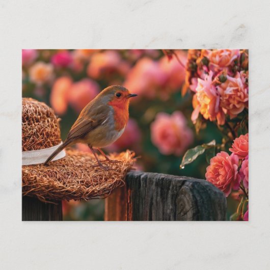 Roodborst zittend op strohoed in rozentuin briefkaart (Voorkant)