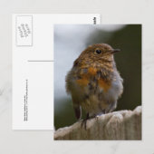 Roodborstje ansichtkaart briefkaart (Voorkant / Achterkant)