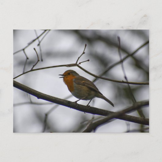 Roodborstje briefkaart (Voorkant)