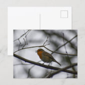 Roodborstje briefkaart (Voorkant / Achterkant)