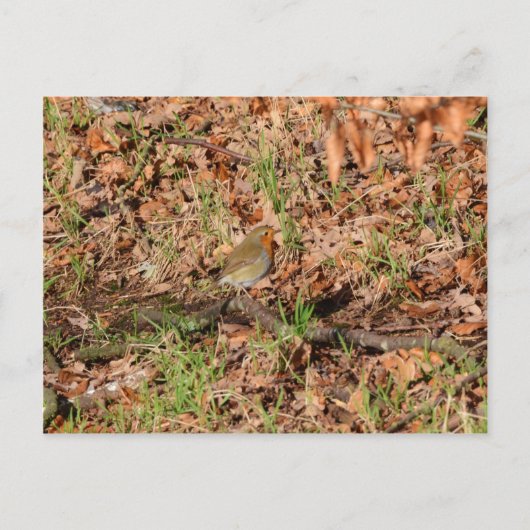 Roodborstje Briefkaart (Voorkant)