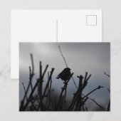 Roodborstje  briefkaart (Voorkant / Achterkant)
