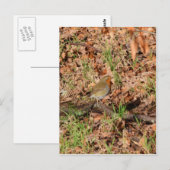 Roodborstje Briefkaart (Voorkant / Achterkant)