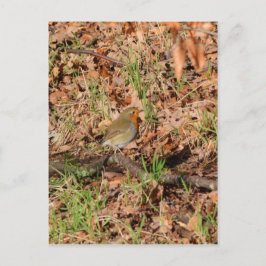 Roodborstje Briefkaart