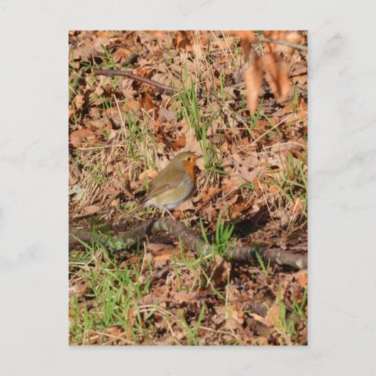 Roodborstje Briefkaart (Voorkant)