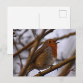 Roodborstje  briefkaart (Voorkant / Achterkant)