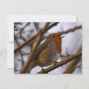 Roodborstje briefkaart